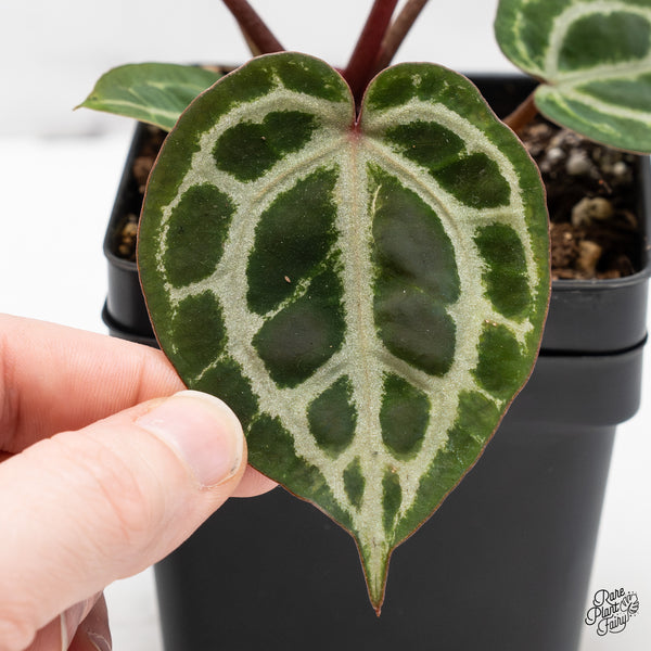 Anthurium Home, Sweet Home '32' x Zara '14' by DocBlock® (wk50-C)