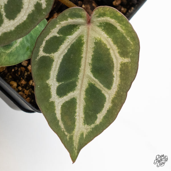 Anthurium Home, Sweet Home '32' x Zara '14' by DocBlock® (wk51-J)