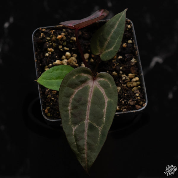 Anthurium Home, Sweet Home '32' x Red Velvet Cake '24' by DocBlock *Grower's Choice*