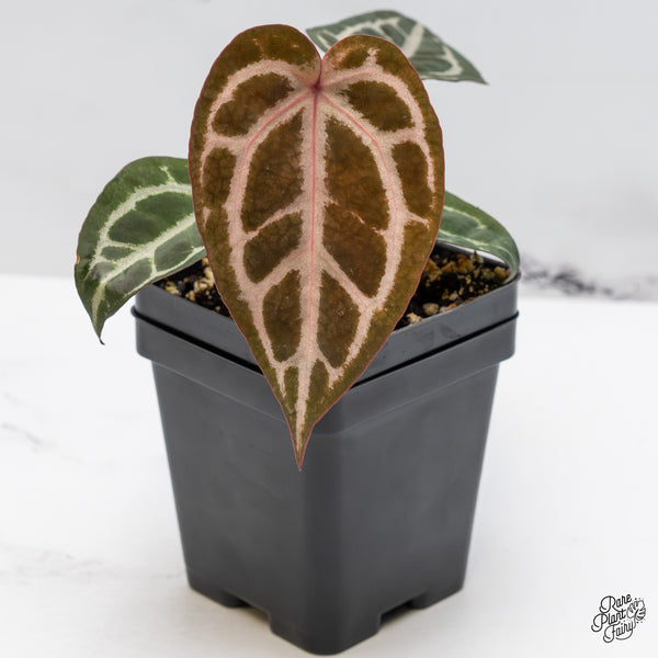 Anthurium Home, Sweet Home '32' x Zara '14' by DocBlock® (wk45-F)