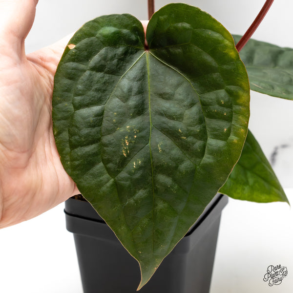 Anthurium 'Luxurians' x ('Zara' x 'Michelle') by DocBlock® (wk52-D)