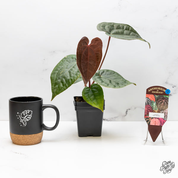 Anthurium 'Luxurians' x ('Zara' x 'Michelle') by DocBlock® (wk52-D)