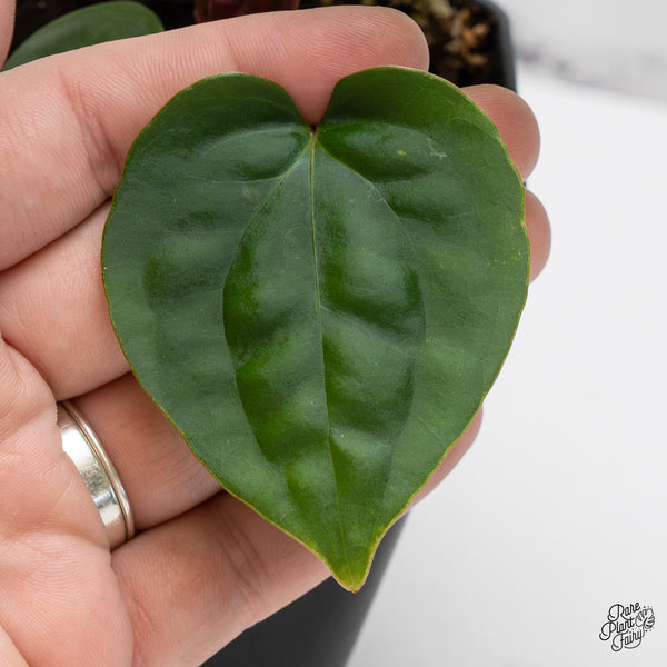 Anthurium 'Luxurians' x ('Zara' x 'Michelle') by DocBlock® (wk46-I)