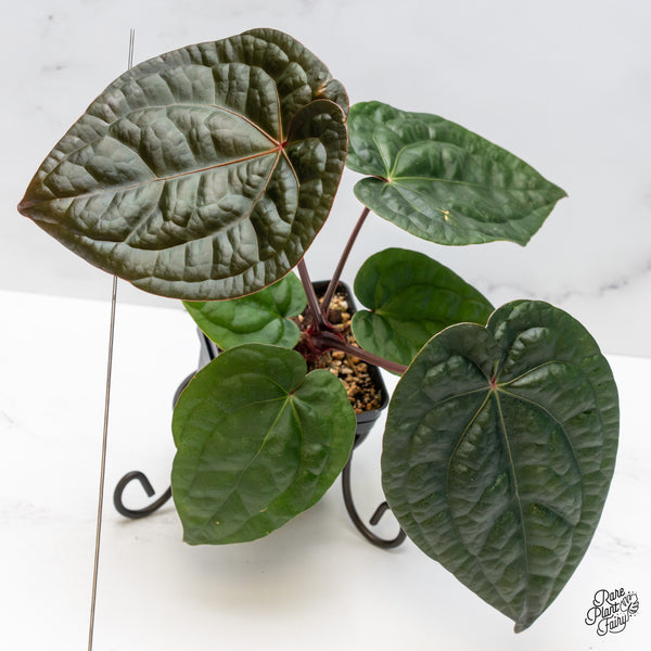 Anthurium 'Luxurians' x ('Zara' x 'Michelle') by DocBlock® (wk50-D)