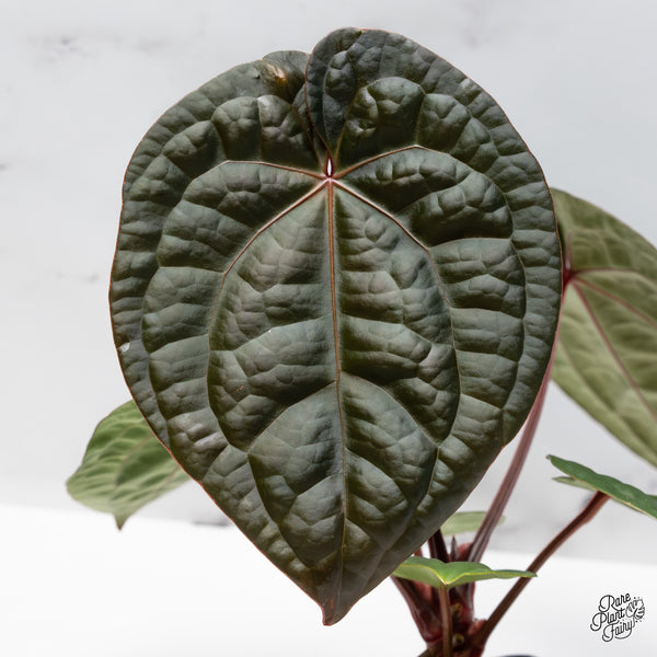 Anthurium 'Luxurians' x ('Zara' x 'Michelle') by DocBlock® (wk50-D)
