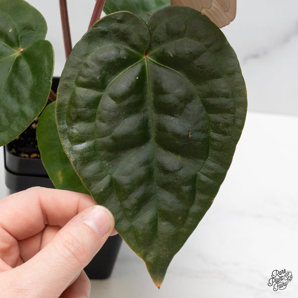 Anthurium 'Luxurians' x ('Zara' x 'Michelle') by DocBlock® (wk48-L)