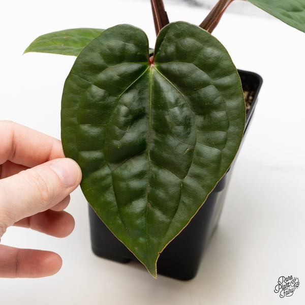 Anthurium 'Luxurians' x ('Zara' x 'Michelle') by DocBlock® (wk49-J)