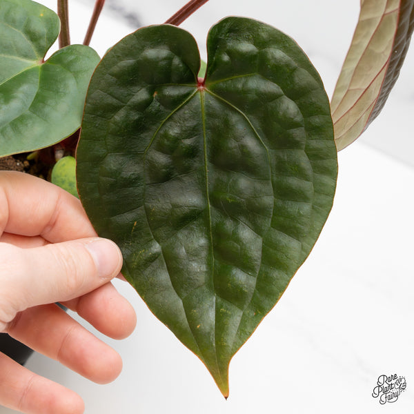 Anthurium 'Luxurians' x ('Zara' x 'Michelle') by DocBlock® (wk49-J)