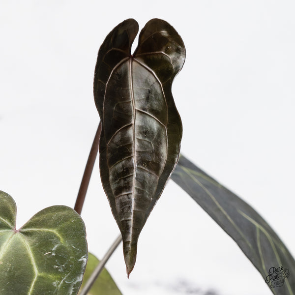 Anthurium Lynette '18' x Dark & Handsome '9' by DocBlock® (wk45-J) *Dark Emergent*