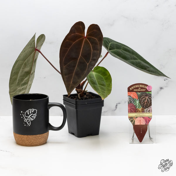 Anthurium Lynette '18' x Dark & Handsome '9' by DocBlock® (wk51-K)