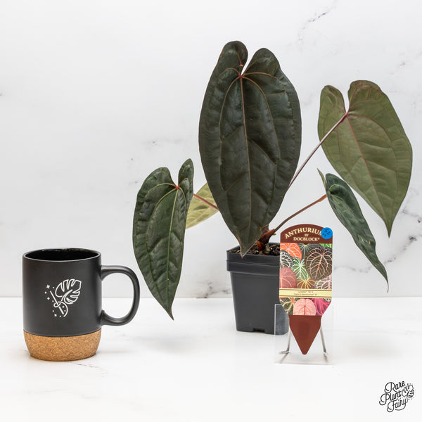 Anthurium Lynette '18' x Dark & Handsome '9' by DocBlock® (wk52-M)