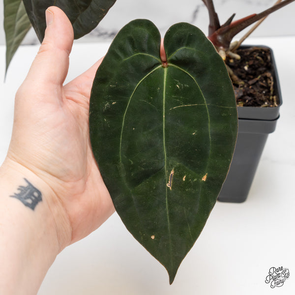 Anthurium Lynette '18' x Dark & Handsome '9' by DocBlock® (wk52-M)