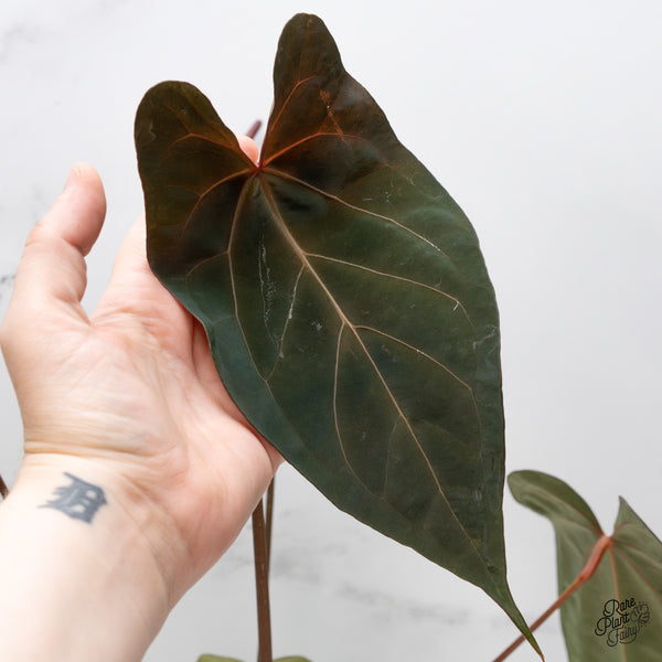 Anthurium Lynette '18' x Dark & Handsome '9' by DocBlock® (wk1-C)