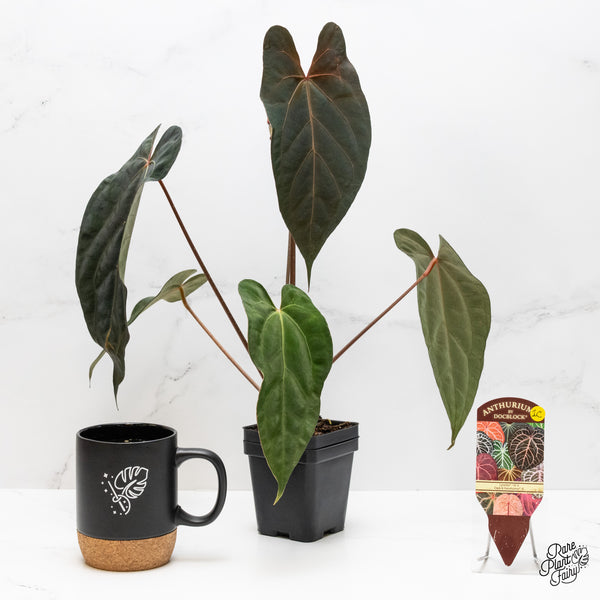 Anthurium Lynette '18' x Dark & Handsome '9' by DocBlock® (wk1-C)