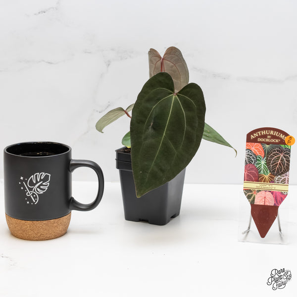 Anthurium Lynette '18' x Dark & Handsome '9' by DocBlock® (wk5-P)