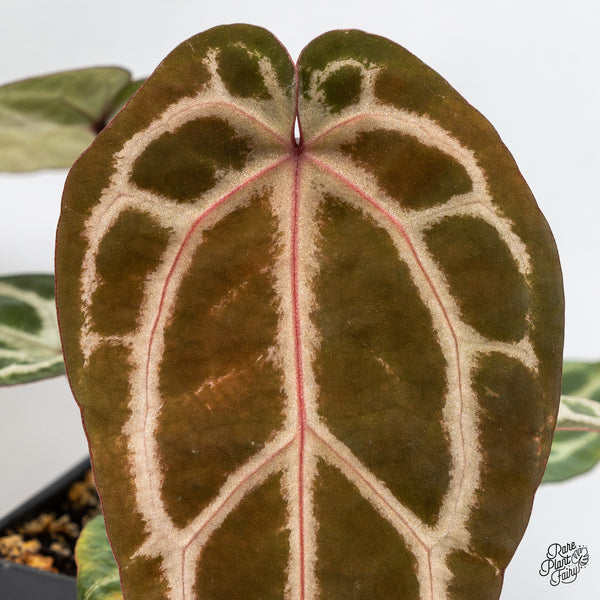 Anthurium Michelle Hot Pink '23' x Zara '14' by DocBlock® (wk45-N)