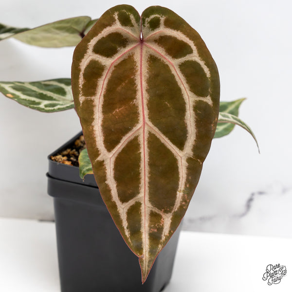 Anthurium Michelle Hot Pink '23' x Zara '14' by DocBlock® (wk45-N)