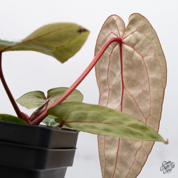 Anthurium Michelle Hot Pink '23' x Zara '14' by DocBlock® (wk45-P)