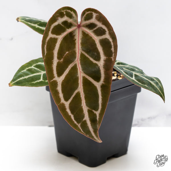 Anthurium Michelle Hot Pink '23' x Zara '14' by DocBlock® (wk45-P)