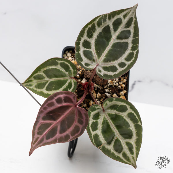 Anthurium Michelle Hot Pink '23' x Zara '14' by DocBlock® (wk46-K)