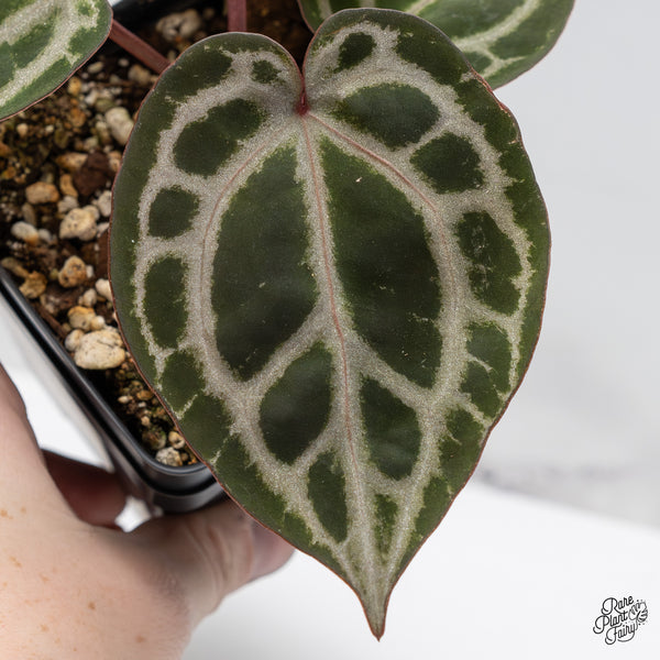 Anthurium Michelle Hot Pink '23' x Zara '14' by DocBlock® (wk46-K)