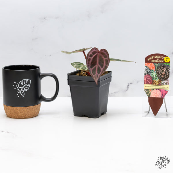 Anthurium Michelle Hot Pink '23' x Zara '14' by DocBlock® (wk46-K)