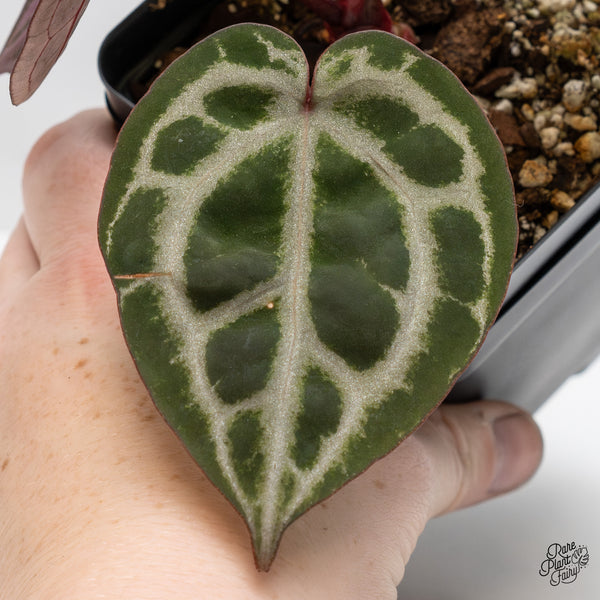 Anthurium Michelle Hot Pink '23' x Zara '14' by DocBlock® (wk46-K)