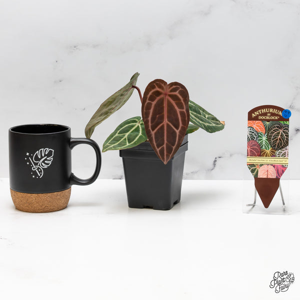 Anthurium Michelle Hot Pink '23' x Zara '14' by DocBlock® (wk49-U)