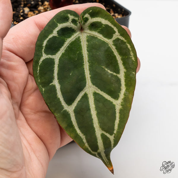 Anthurium Michelle Hot Pink '23' x Zara '14' by DocBlock® (wk52-I)