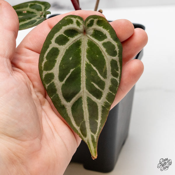 Anthurium Michelle Hot Pink '23' x Zara '14' by DocBlock® (wk52-I)