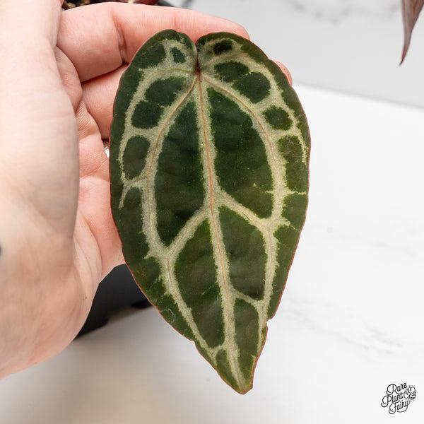 Anthurium Michelle Hot Pink '23' x Zara '14' by DocBlock® (wk52-W)