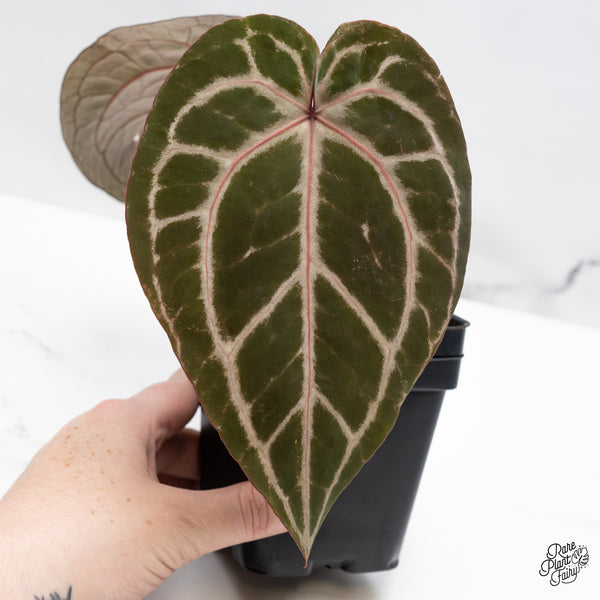 Anthurium Michelle '10' x Minerva '20' by DocBlock® (wk46-Z)