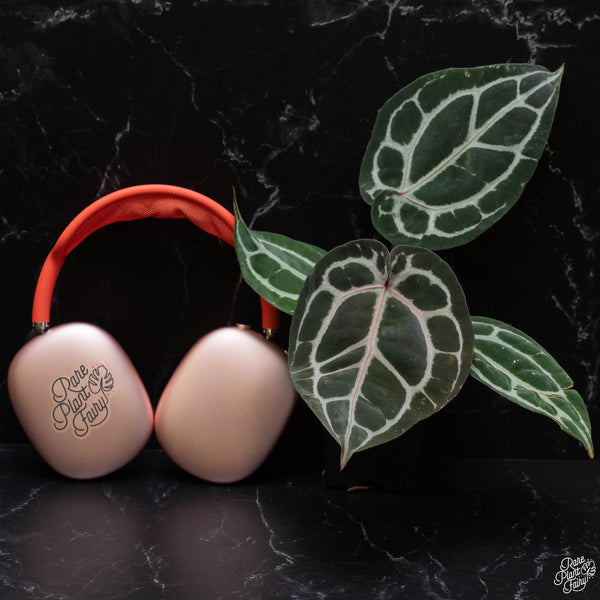 Anthurium Michelle '10' x Minerva '20' by DocBlock® *Grower's choice*