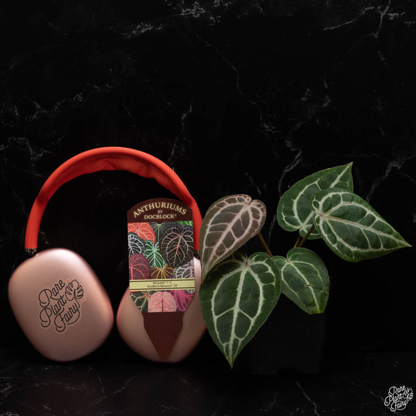 Anthurium Michelle '1' x Minerva '20' by DocBlock® *Grower's choice*