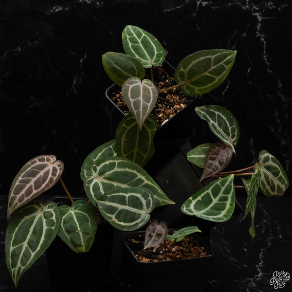 Anthurium Michelle '1' x Minerva '20' by DocBlock® *Grower's choice*