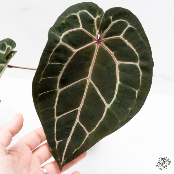 Anthurium Michelle '1' x Minerva '20' by DocBlock® (wk51-P)