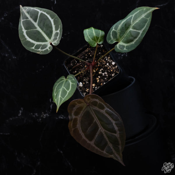 Anthurium Michelle '1' x Purple Rain '27' by DocBlock *Grower's Choice*