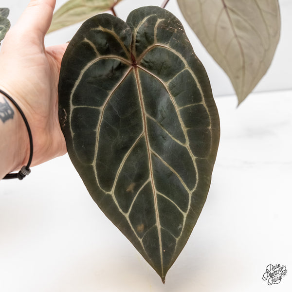 Anthurium Michelle '1' x Red Velvet Cake '24' by DocBlock® (wk4-G)