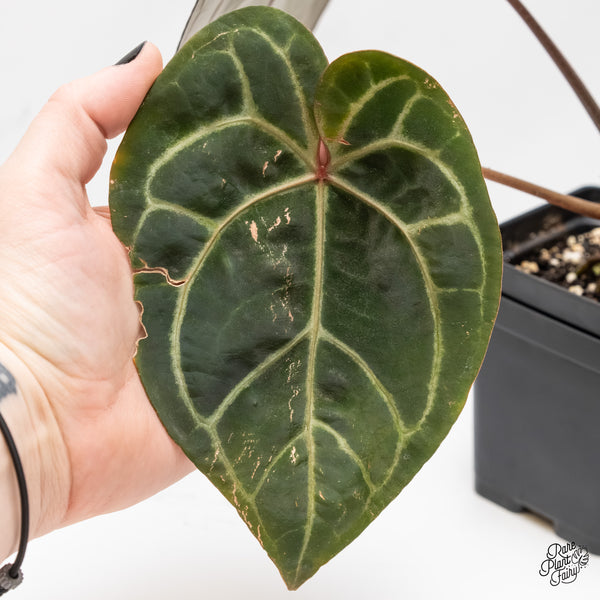 Anthurium Michelle '1' x Red Velvet Cake '24' by DocBlock® (wk4-G)