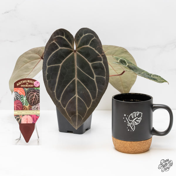 Anthurium Michelle '1' x Red Velvet Cake '24' by DocBlock® (wk4-G)