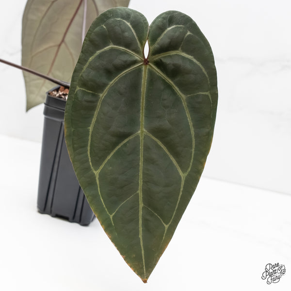 Anthurium Michelle '1' x Red Velvet Cake '24' by DocBlock® (wk5-H)