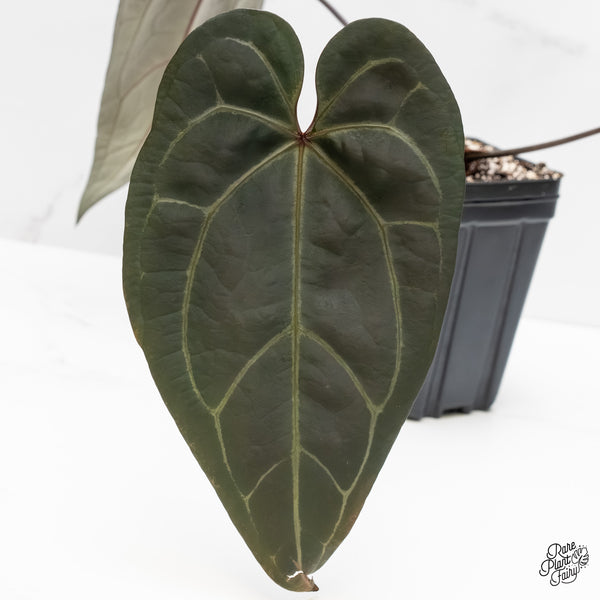 Anthurium Michelle '1' x Red Velvet Cake '24' by DocBlock® (wk5-H)