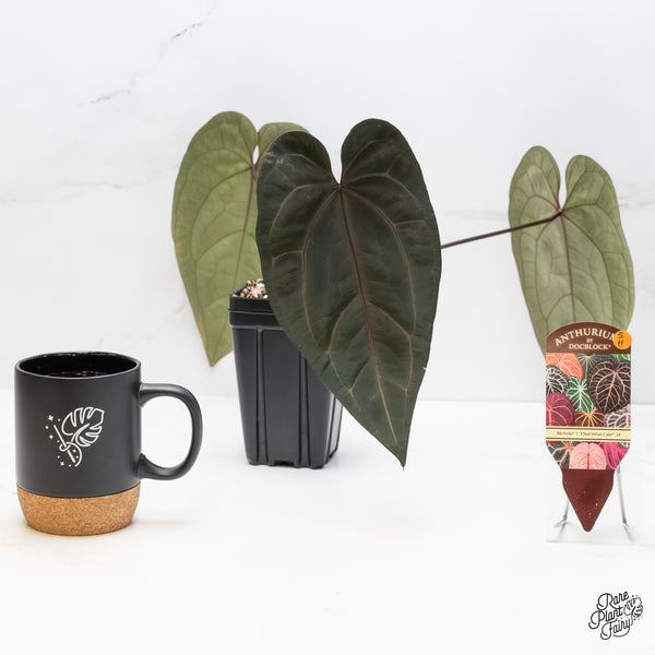 Anthurium Michelle '1' x Red Velvet Cake '24' by DocBlock® (wk5-H)