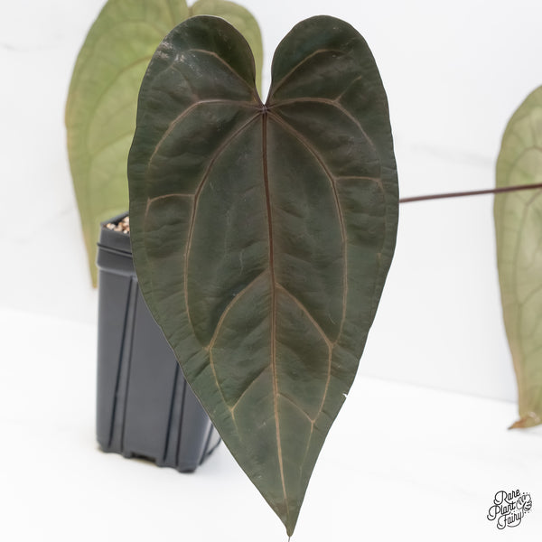 Anthurium Michelle '1' x Red Velvet Cake '24' by DocBlock® (wk5-H)