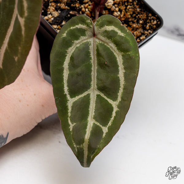 Anthurium Purple Rain '27' x Red Velvet Cake '24' by DocBlock® (wk45-AA)