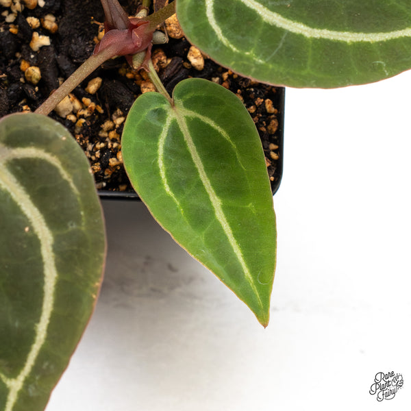 Anthurium Purple Rain '27' x Red Velvet Cake '24' by DocBlock® (wk51-A)