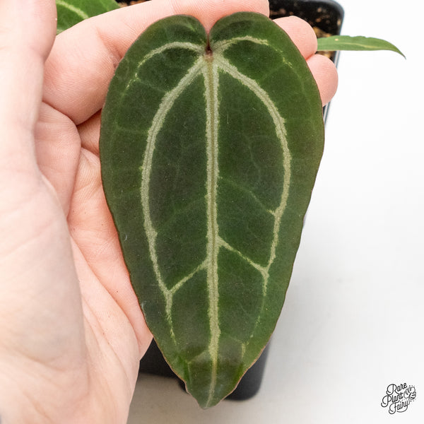 Anthurium Purple Rain '27' x Red Velvet Cake '24' by DocBlock® (wk51-A)