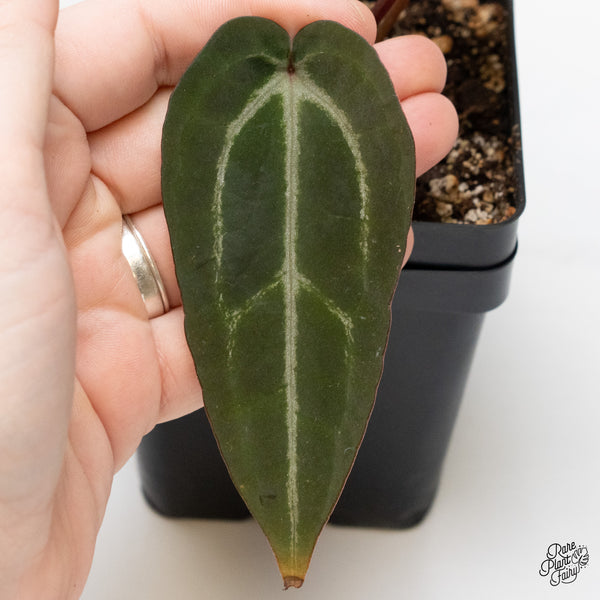 Anthurium Purple Rain '27' x Red Velvet Cake '24' by DocBlock® (wk1-V)