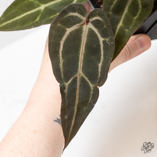 Anthurium Purple Rain '27' x Red Velvet Cake '24' by DocBlock® (wk1-V)