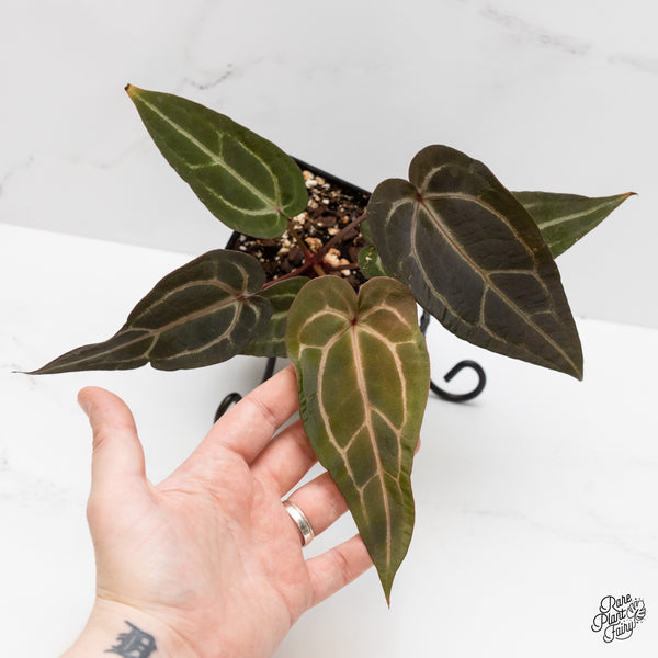 Anthurium Purple Rain '27' x Red Velvet Cake '24' by DocBlock® (wk1-V)